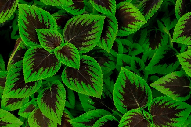 Folhas verdes e castanhas de plantas tropicais no jardim Folha verde densa com textura de padrão de beleza