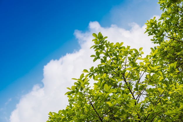 Folhas verdes e céu azul