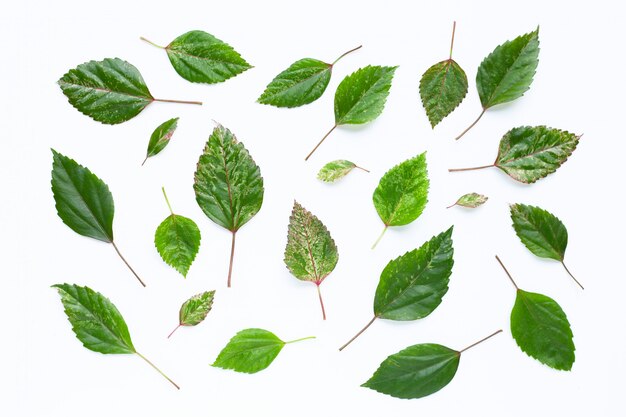 Folhas verdes e coloridas da flor de hibisco em branco