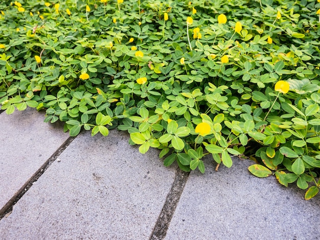 folhas verdes e flores amarelas com trilha de concreto de campo de uma planta de arbusto