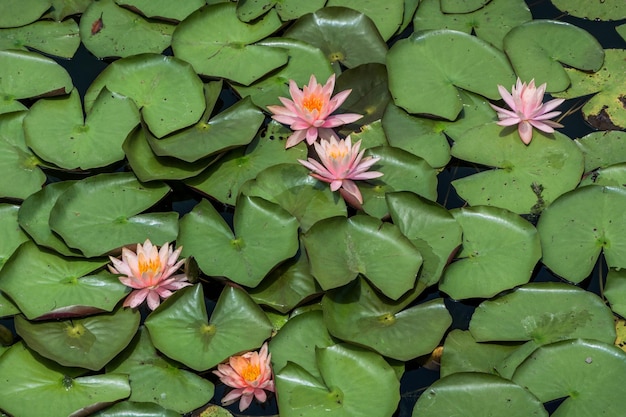 Folhas verdes e flores de lótus na lagoa na água