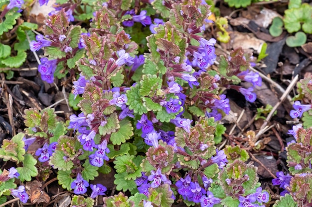 Folhas verdes e flores roxas da planta Glechoma Hederacea no jardim