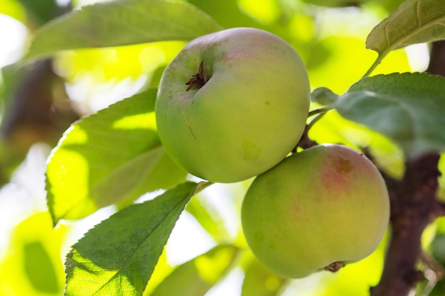 Folhas verdes e frutos de uma macieira contra um céu azul