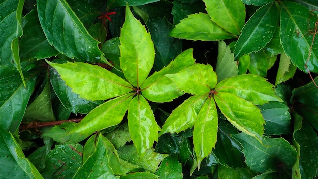 Folhas verdes e gotas de orvalho Oferece um conceito refrescante.