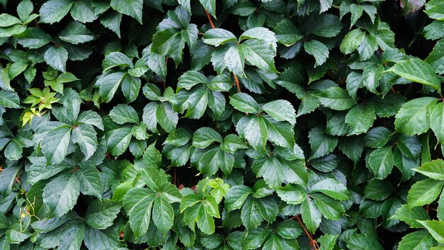 Folhas verdes e gotas de orvalho Oferece um conceito refrescante.