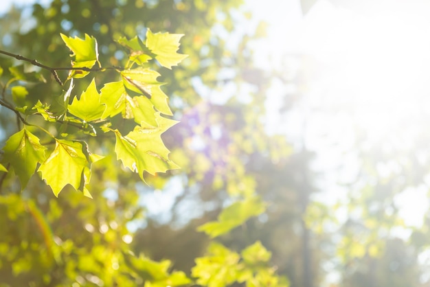 Folhas verdes e luz do sol