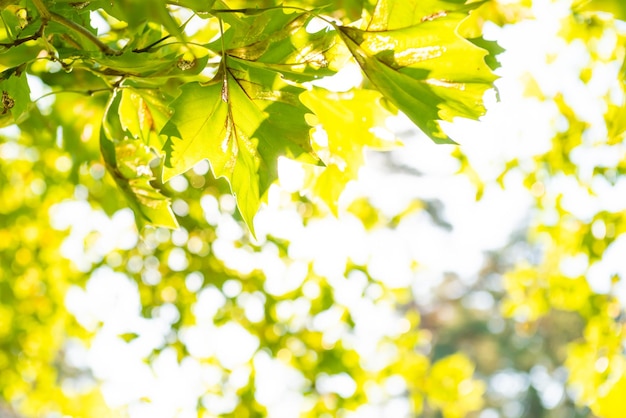 Folhas verdes e luz do sol