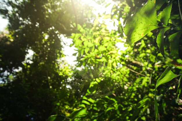 Folhas verdes e luz solar na manhã