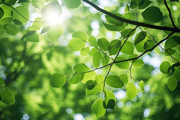 Folhas verdes e luz solar nas folhas