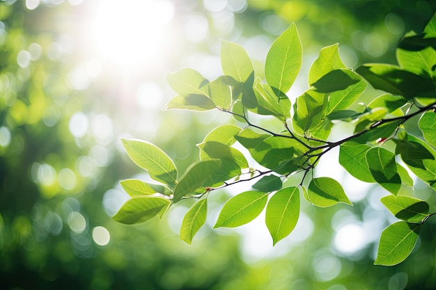 Folhas verdes e luz solar nas folhas