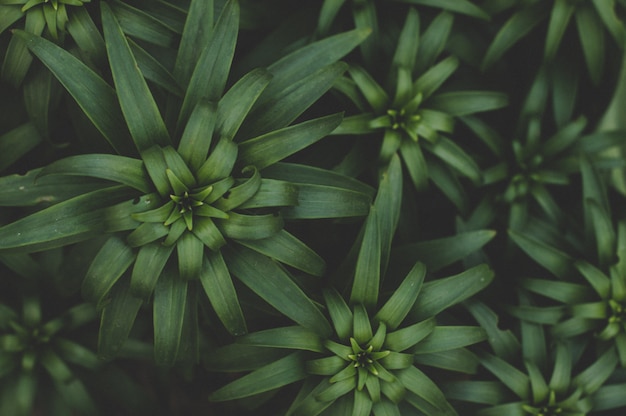 Foto folhas verdes e plantas