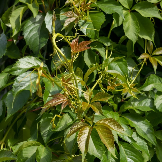 Folhas verdes e rebentos de uvas selvagens fechadas