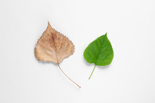 Folhas verdes e secas de outono isoladas em branco