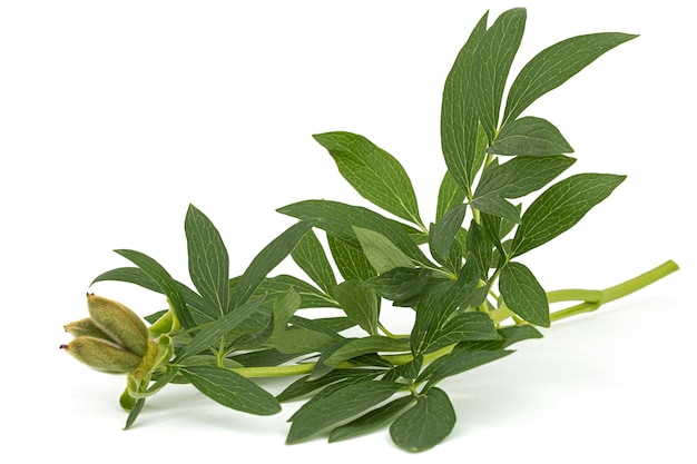 Folhas verdes e sementes de flor de peônia isoladas no fundo branco