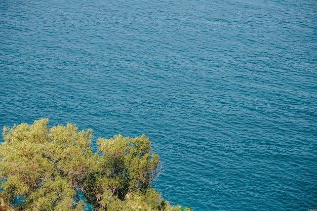 Foto folhas verdes em contraste com a cor do mar ao fundo