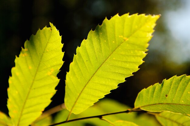 Folhas verdes em dia ensolarado