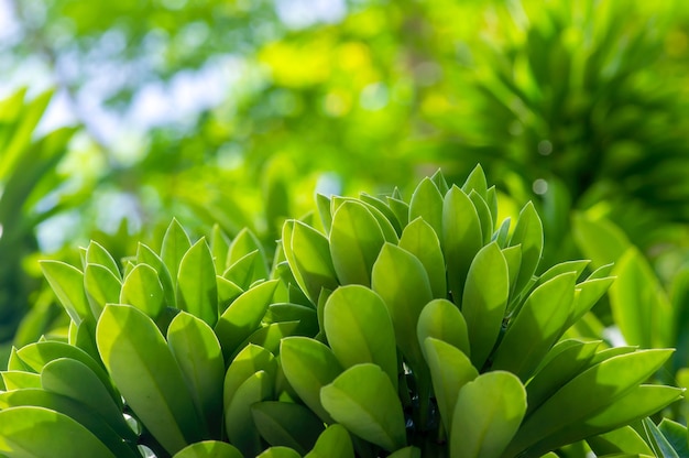 Folhas verdes em foco raso para papel de parede e pano de fundo