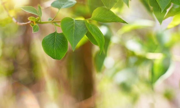 Folhas verdes em foco seletivo nos raios de luz