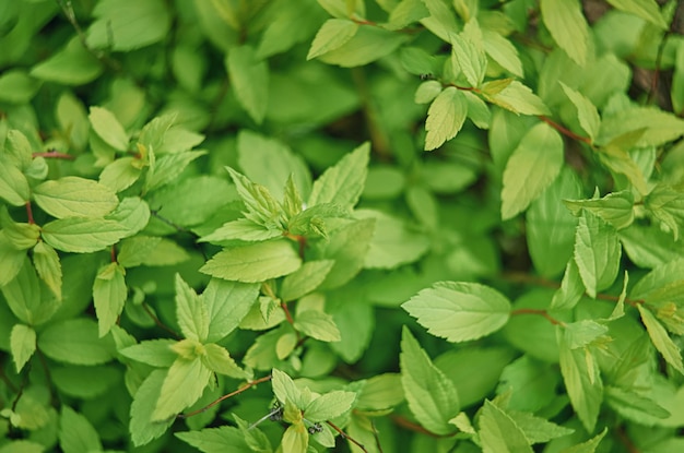 Folhas verdes em foco seletivo