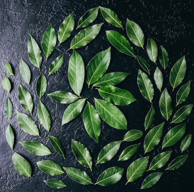 Folhas verdes em fundo preto Foto de estilo de vida saudável Papel de parede bonito Conceito de natureza