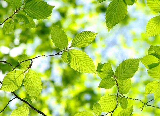 folhas verdes em fundos verdes