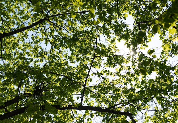 Folhas verdes em galhos de árvores na temporada de verão à luz do sol