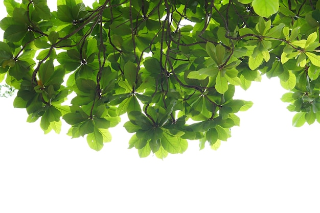Folhas verdes em um fundo branco