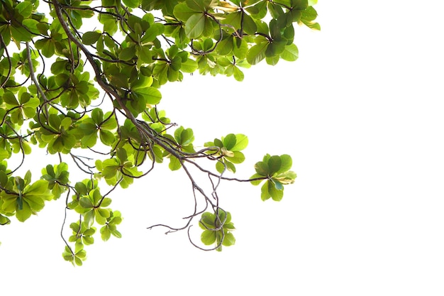 Folhas verdes em um fundo branco