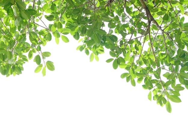 Folhas verdes em um fundo branco