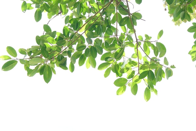 Folhas verdes em um fundo branco