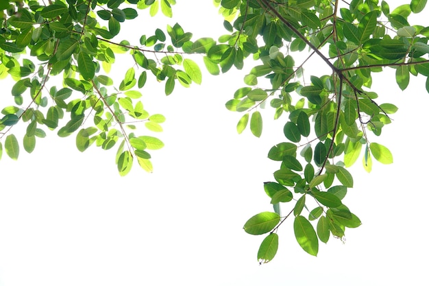 Folhas verdes em um fundo branco