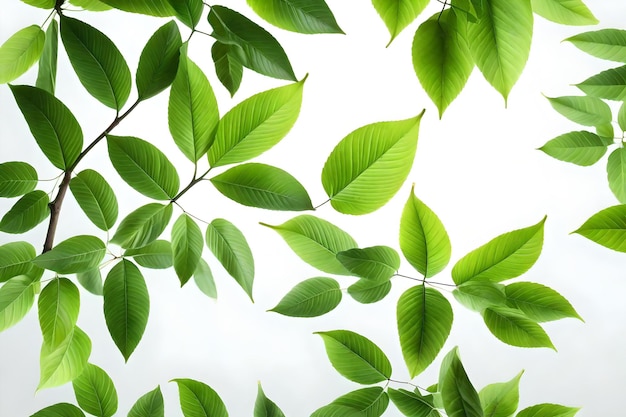 Folhas verdes em um fundo branco