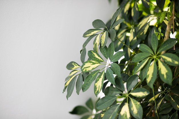 Foto folhas verdes em um galho