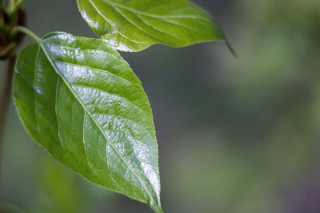 Folhas verdes em uma árvore de perto