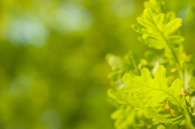 Folhas verdes em uma árvore