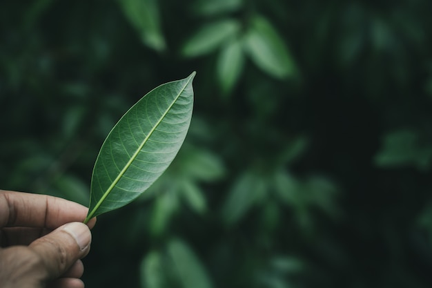 Folhas verdes em uma mão humana