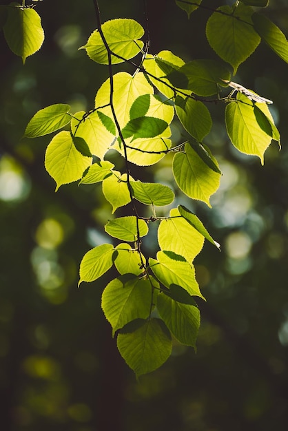 Folhas verdes ensolaradas de verão na floresta eco natural fundo sazonal