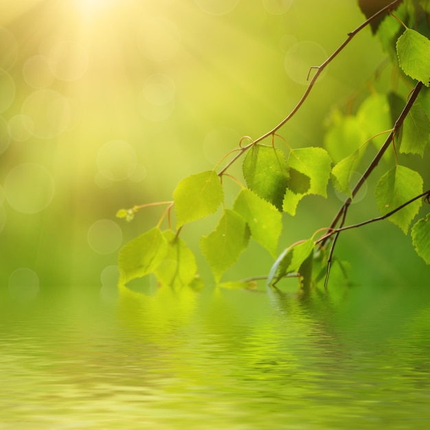 Folhas verdes ensolaradas