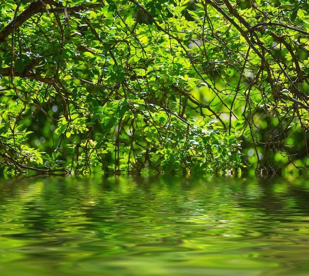 Folhas verdes ensolaradas