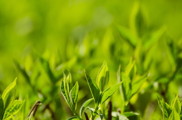 Folhas verdes ensolaradas