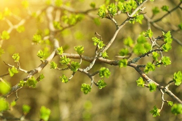 Folhas verdes ensolaradas