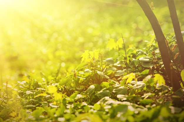 Folhas verdes ensolaradas