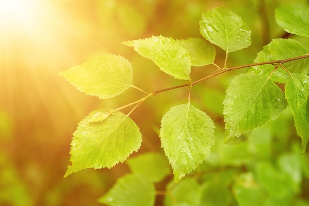 Folhas verdes ensolaradas