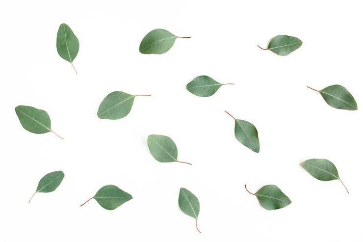 folhas verdes eucalipto populus isolado em fundo branco vista superior plana