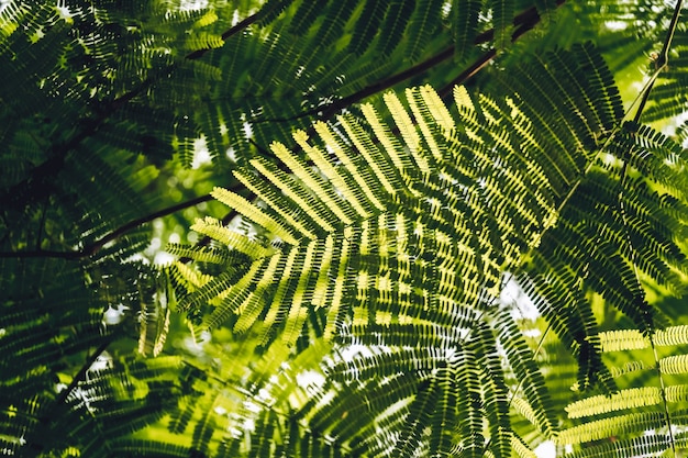 Folhas verdes fechadas com fundo desfocado