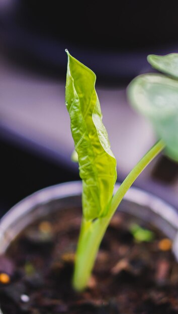 Folhas verdes fechadas de colocasia gigentea variegada