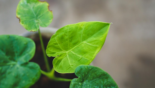 Folhas verdes fechadas de colocasia gigentea variegada