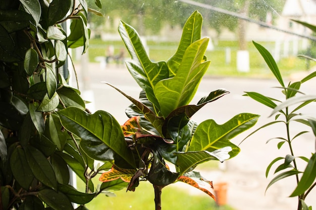 Folhas verdes finas da planta no fundo da janela