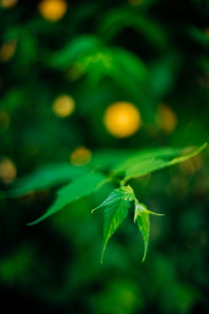 Foto folhas verdes finas em primeiro plano bela desfocagem do fundo natural ecologia ambiental jardim a beleza está na natureza