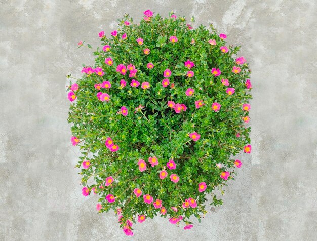 folhas verdes flor rosa